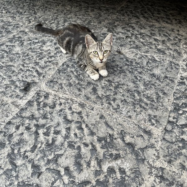Katzen in Syrakus